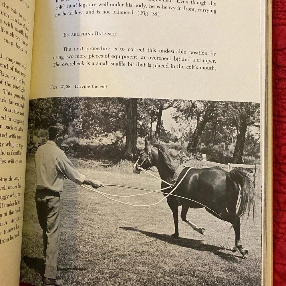 Horse Book 📕 - Picture 7 of 12